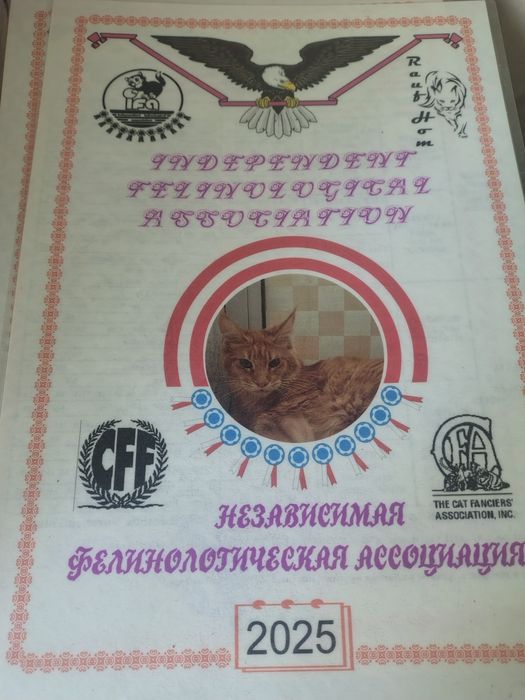 Продам кошечку мейнкун