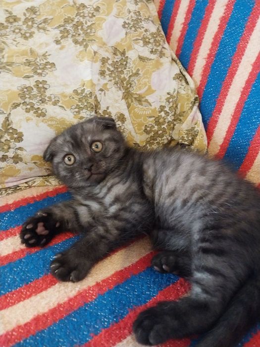 Котенок, мальчик