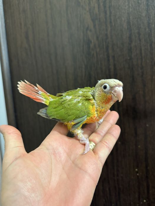 Papagali vorbitori pui blanzi pyrrhura molinae pirura pyrura