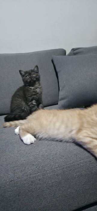 Примтоаивпю котят в хорошие руки!