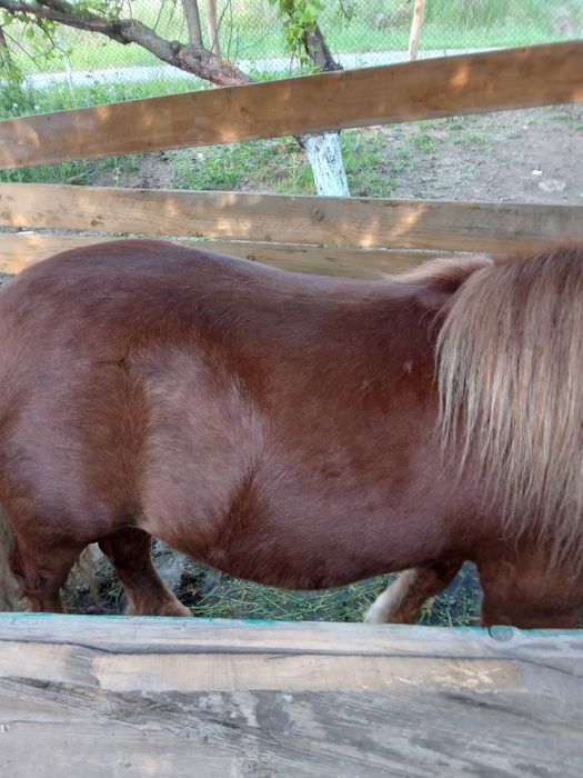 Ponei de vanzare.