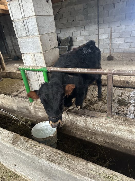 Продается лошадь и бычок