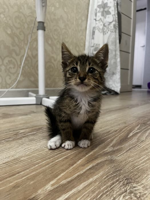 Мальчик котенок ищет дом