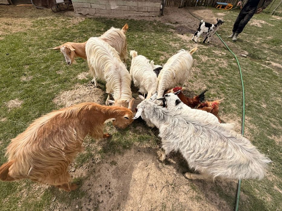 Vând capre și iezi