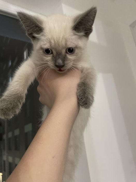 Котеночек мальчик