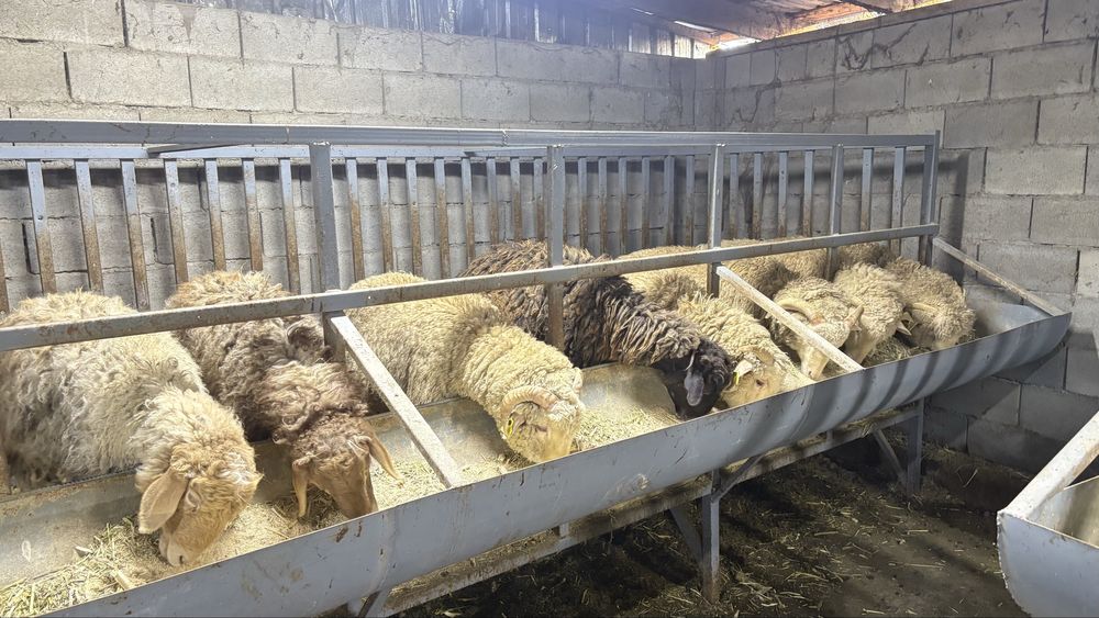 Продам овцы 75тыч