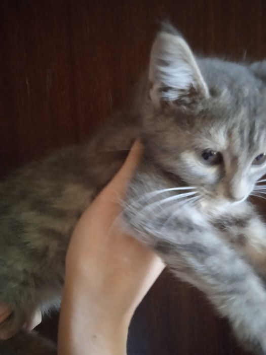 Пушистый серый котёнок девочка, 2 месяца.