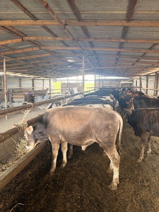 Продам бычков от года и выше