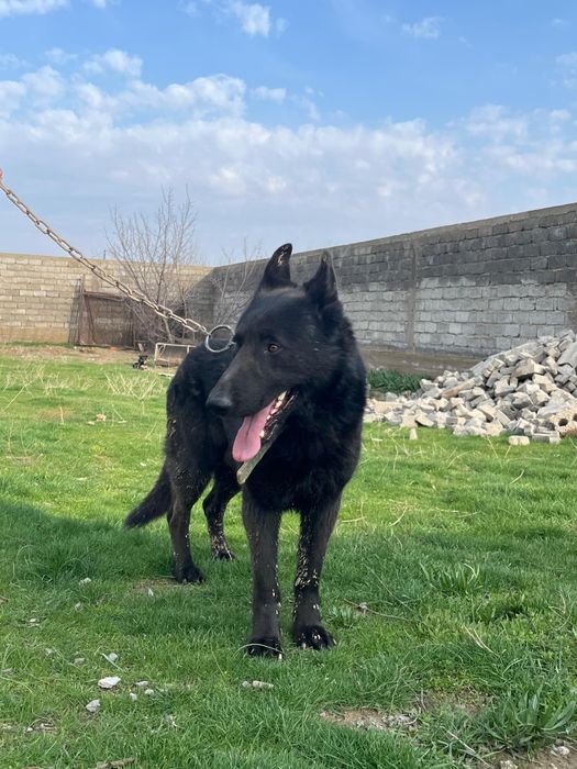 Немецкая овчарка