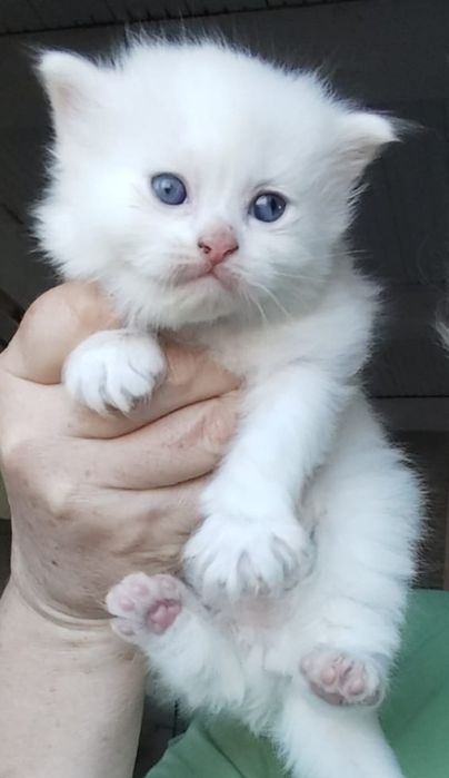 Baietel angora turceasca disponibil