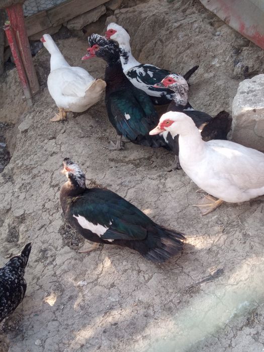 Schimb rațe leșești