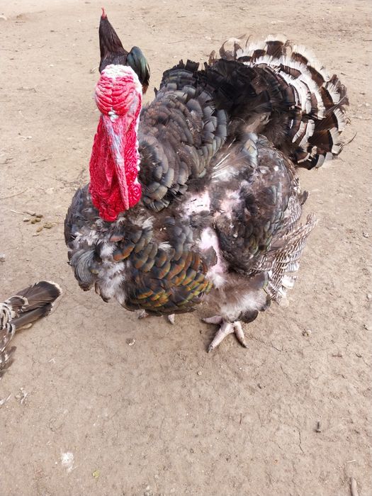 Vand un curcan crescut în gospodarie cu furaje  sanatoase.Este o pasar