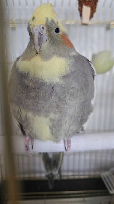 Продам корелла попугай