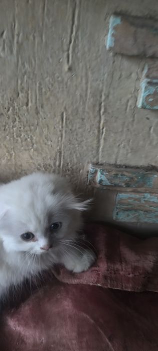 Продаются вислоухие котята