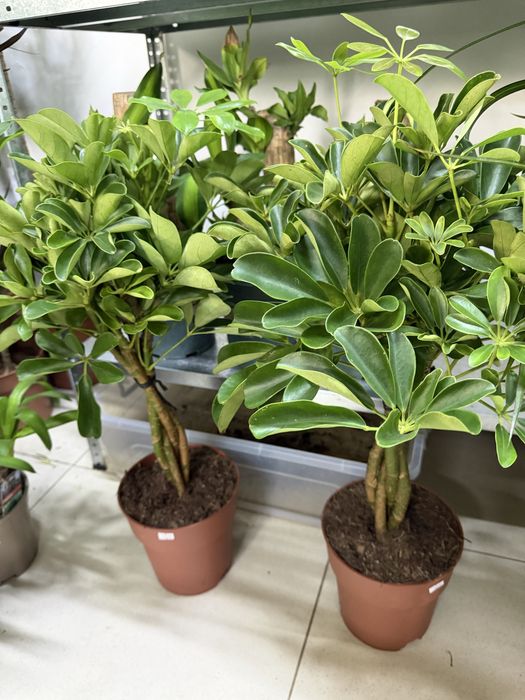 Цветы для офисных помещении