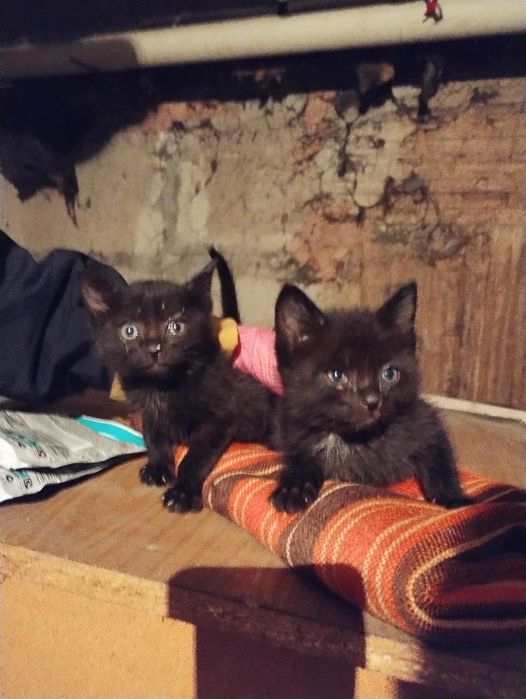 Котята ищут семью!