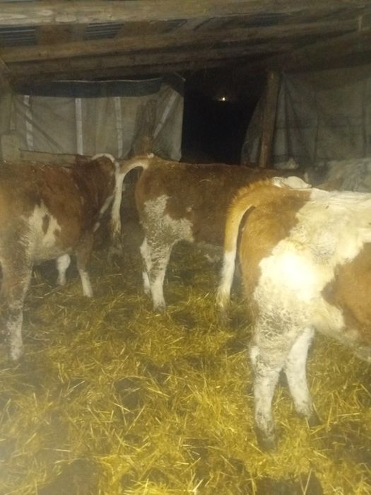 Vand viței  17 bucati sau schimb cu tractor cu incarcator frontal fiat