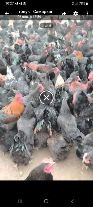 Продаю куры  несушки