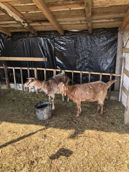 Capra si 2 iedute de vanzare