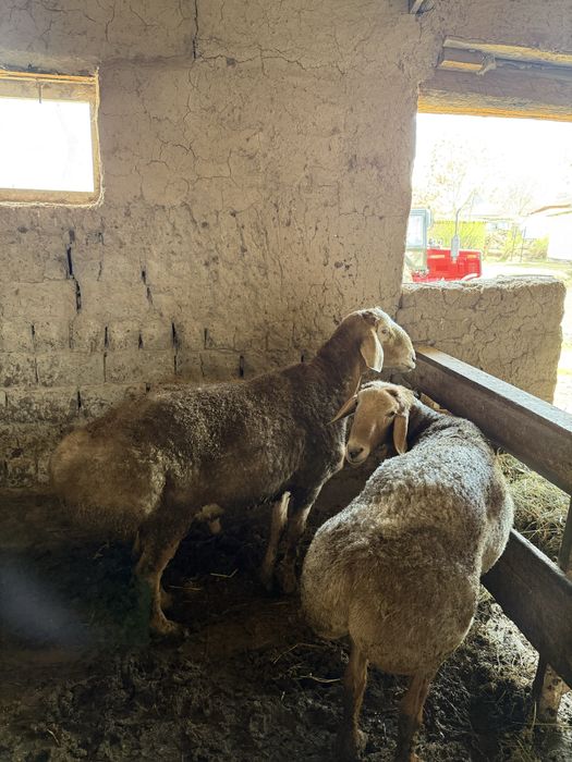 Қошқарлар тұқымдық