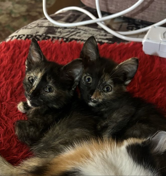 Отдам даром двух котят