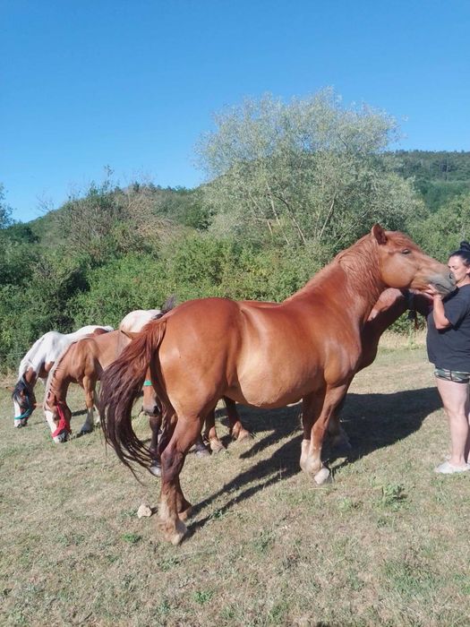 Iepe și mânze de vanzare