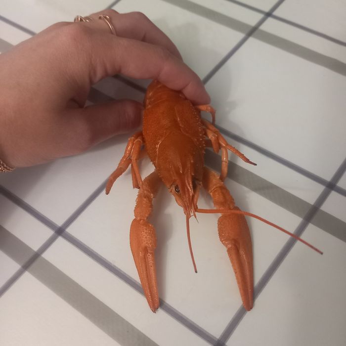 Живые и варёные раки