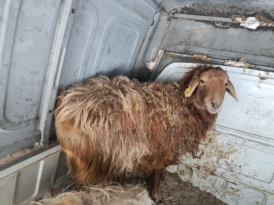 Продается токты жирный