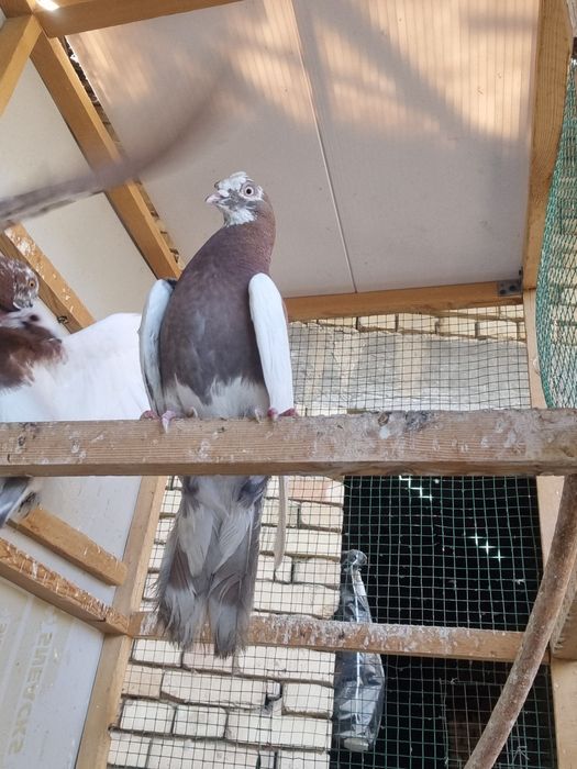 Arzon Kaptarla sotiladi