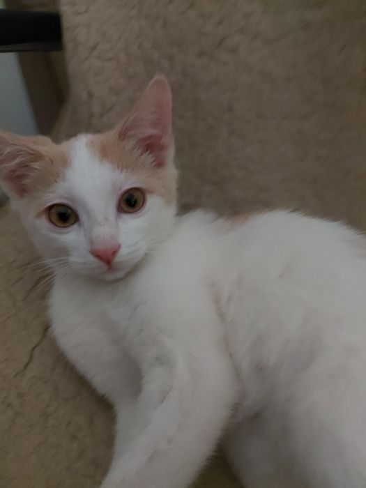 Котенок , девочка , отдаем