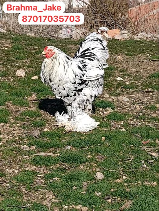 Брама Мрамор Далматинка