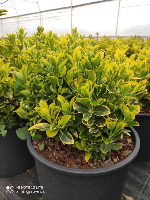 Ideal turdagi manzarali darahtlar