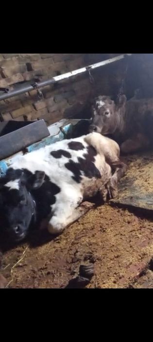 Продам тёлочек и бычка. Бузау сатамын.
