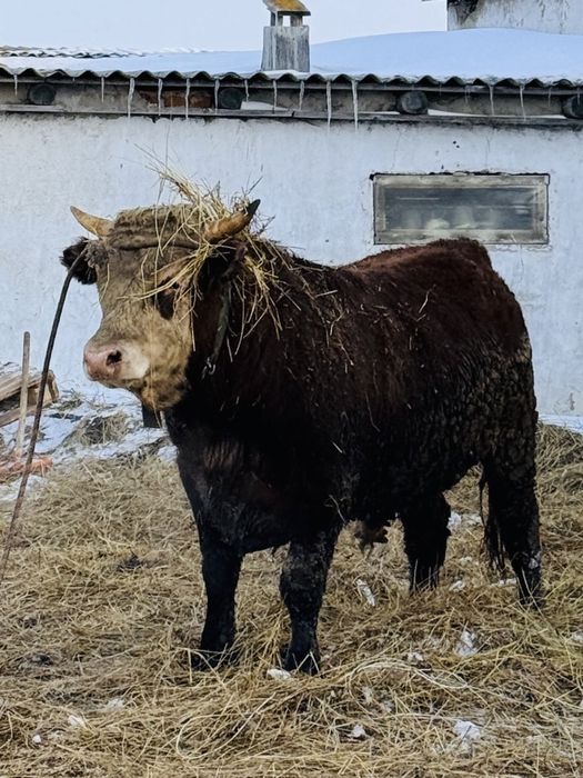 Продам бычков двух годовалых на племя, на мясо или живы весом