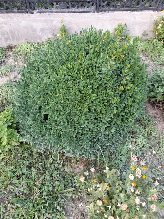 2та китобли арча 5та 12йилли  шамшод тезли б.н сотилади