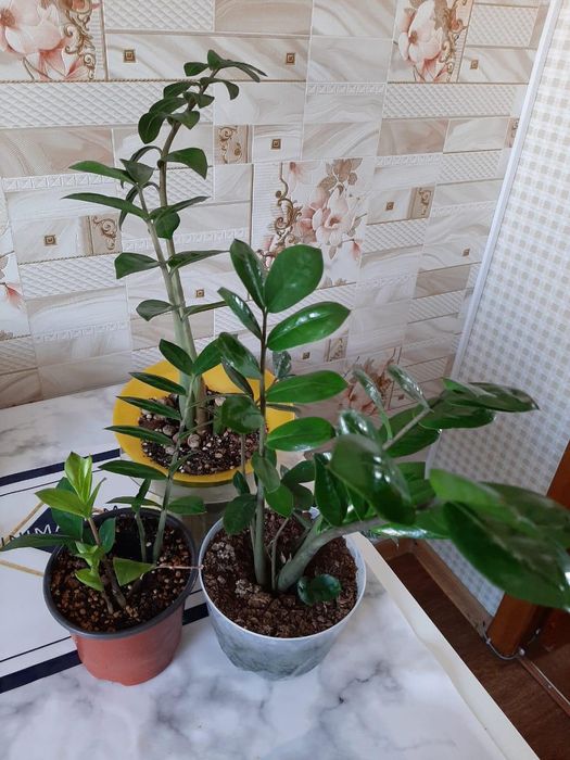 Замиокулькас (долларовое дерево)