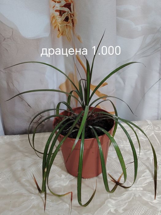 Продаются домашние цветы