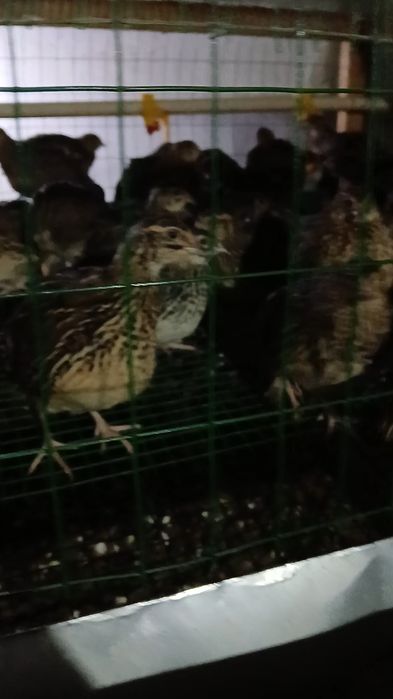 Bedanalar sotiladi srochno