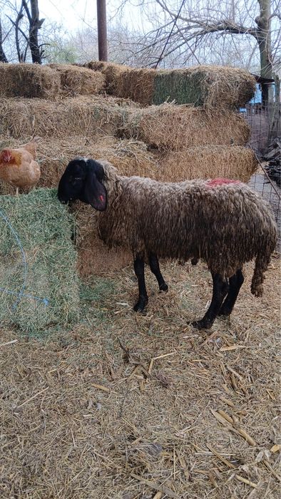 Vand berbec (varsta 10 luni)