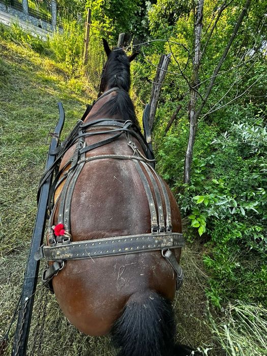 Cal bun de pădure și cuminte