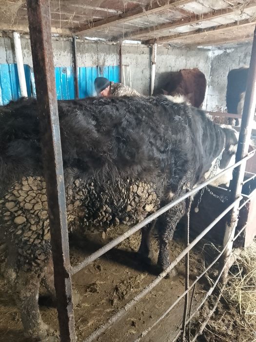 Быки с откорма 1год 10месяцев