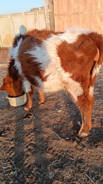 Буаз сиыр сатылады