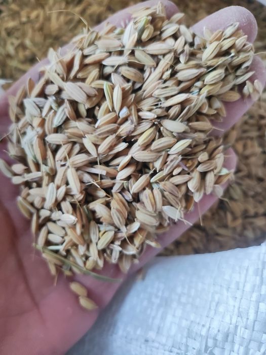 Guruch Devzira chong'ira sholisi bor