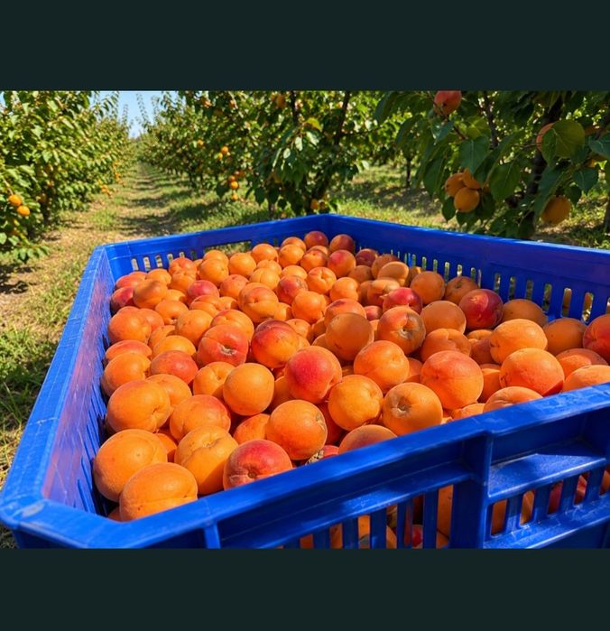 Vand caise pentru tuica si palinca