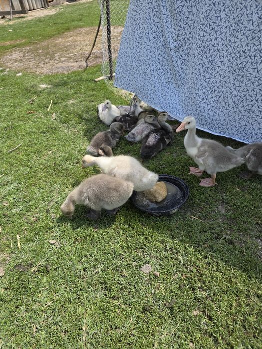 Vând urgent boboci de gâscă