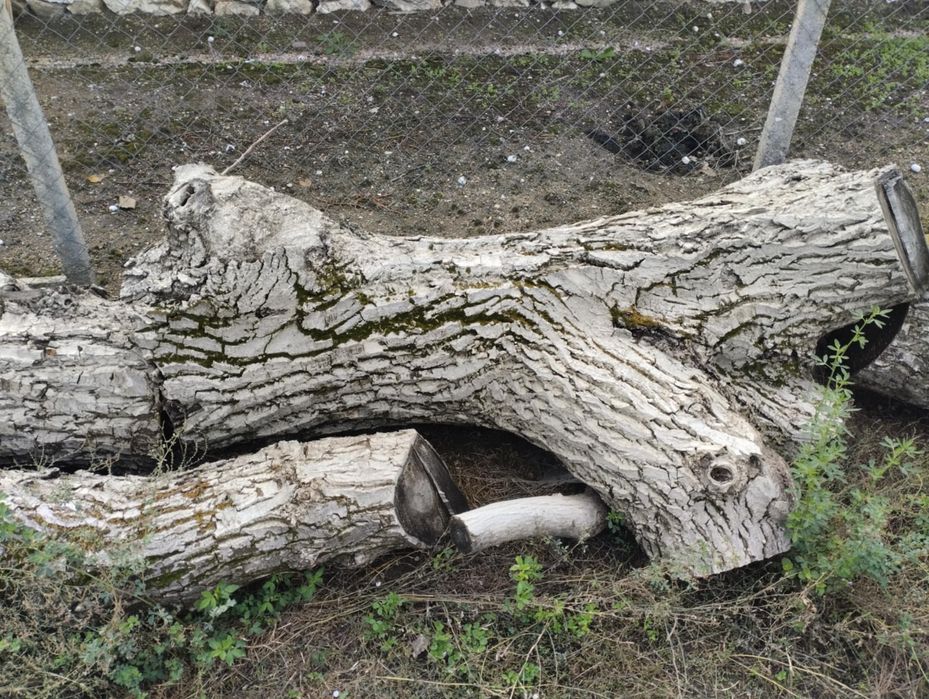 Продавам орехово дърво