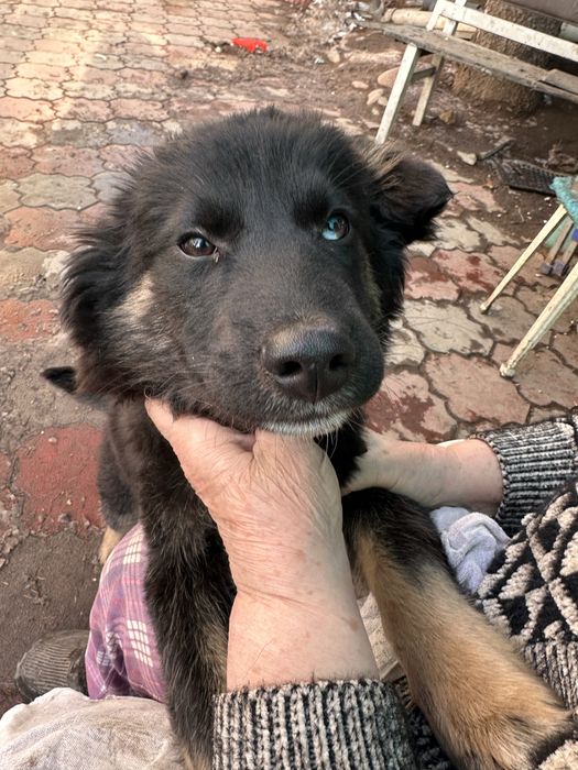 Мальчик-щенок ищет любящую семью