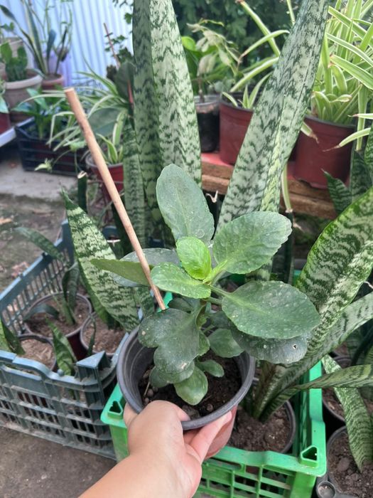 Продам комнатные цветы
