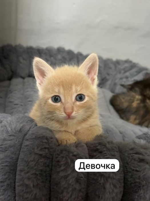 Отдам котят даром