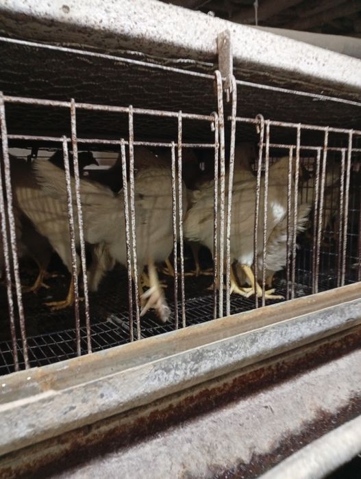 100  105 кунлик тухумга таййор жужалар сотилади